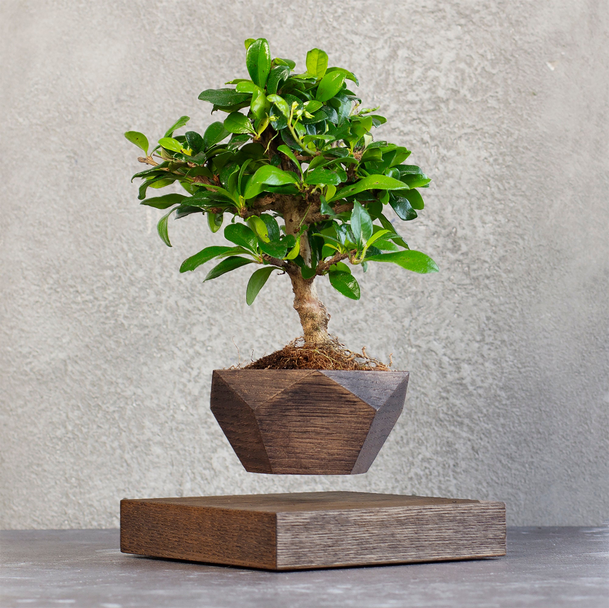 левитирующее дерево в горшке бонсай. парящий бонсай. парящее дерево. левитирующее дерево бонсай. левитирующее растение бонсай.