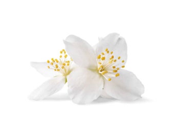 Perfume for candles - Jasmine -