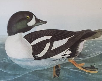 BARROW&#39;S Golden Eye Duck Number 403 EARED GEESE Number 404 Vintage 1940 Original John James Audubon Bird Bookplate Print