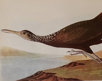 LIMPKIN Number 377 HAWK OWL Number 378 Vintage 1940 Original John James Audubon Bird Bookplate Print