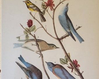 WARBLERS BLUEBIRDS Number 393 Longspur Goldfinch Sparrow Towhee Number 394 Vintage 1940 Original John James Audubon Bird Bookplate Print