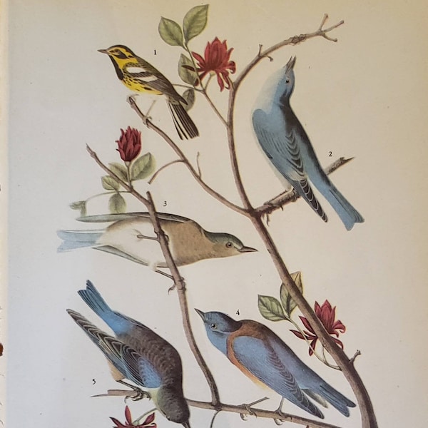 WARBLERS BLUEBIRDS Number 393 Longspur Goldfinch Sparrow Towhee Number 394 Vintage 1940 Original John James Audubon Bird Bookplate Print