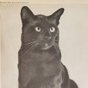 May include: A black and white vintage advertisement for Benrus watches featuring a black cat and the text "You'll swear your Benrus has nine lives, too!"  Watches by Benrus, built to last...and last...and last! Styled to stay in style. The movement is the remarkable 17-jewel, or more, Benrus movement which carries this Unconditional 3-Year Guarantee: It must run properly, or Benrus will repair it or replace it free and fast. To give...or to get...a Benrus is the present with the guaranteed future. At your jeweler's, from $25.00. Unconditionally Guaranteed for 3 Years BENRUS Don't miss "THE WIZARD OF OZ" in color, CBS-TV Sunday, December 11. 46