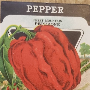 PEPPER Sweet Mountain Peperone Card Seed Company Fredonia NY Original vintage Seed Packet Art Publicité