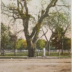 1906 CAMBRIDGE MASSACHUSETTS Washington Elm Tree Park vintage Carte postale