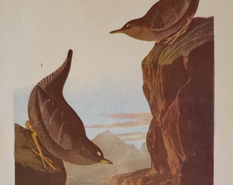 DIPPER Number 435 Vintage 1940 Original John James Audubon Bird Bookplate Print