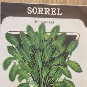 SORREL Sauergras Karte Seed Company Fredonia NY Original Vintage Seed Packet Art Werbung