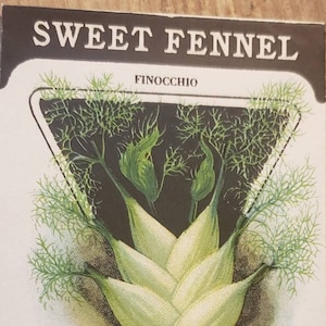 SWEET FENNEL Finocchio Card Seed Company Fredonia NY Original vintage Seed Packet Art Publicité
