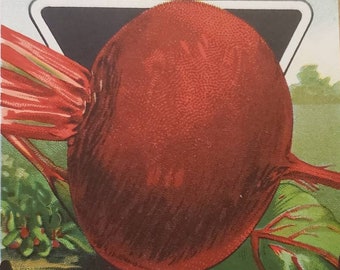 BEET Early Blood Turnip Card Seed Company Fredonia NY Original Vintage Seed Packet Art Advertising