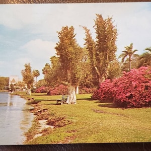 ORLANDO FLORIDA Azaleen Palmen Lake Ivanhoe Vintage Postkarte