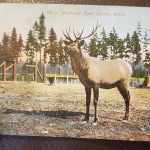 Cartão Postal SEATTLE WASHINGTON Elk no Woodland Park Zoo Vintage