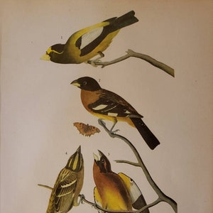 GROSBEAKS Number 373 Sharp Shunned HAWK Number 374 Vintage 1940 Original John James Audubon Bird Bookplate Print