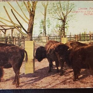 Cartão Postal CHICAGO IL Illinois Lincoln Park Zoo Buffalo Herd Vintage