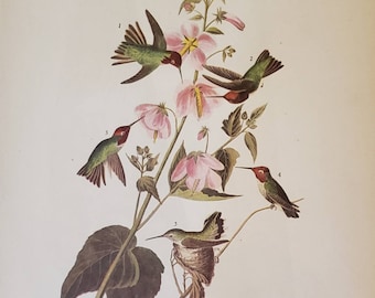 ANNA&#39;S HUMMINGBIRD Number 425 California CONDOR Number 426 Vintage 1940 Original John James Audubon Bird Bookplate Print