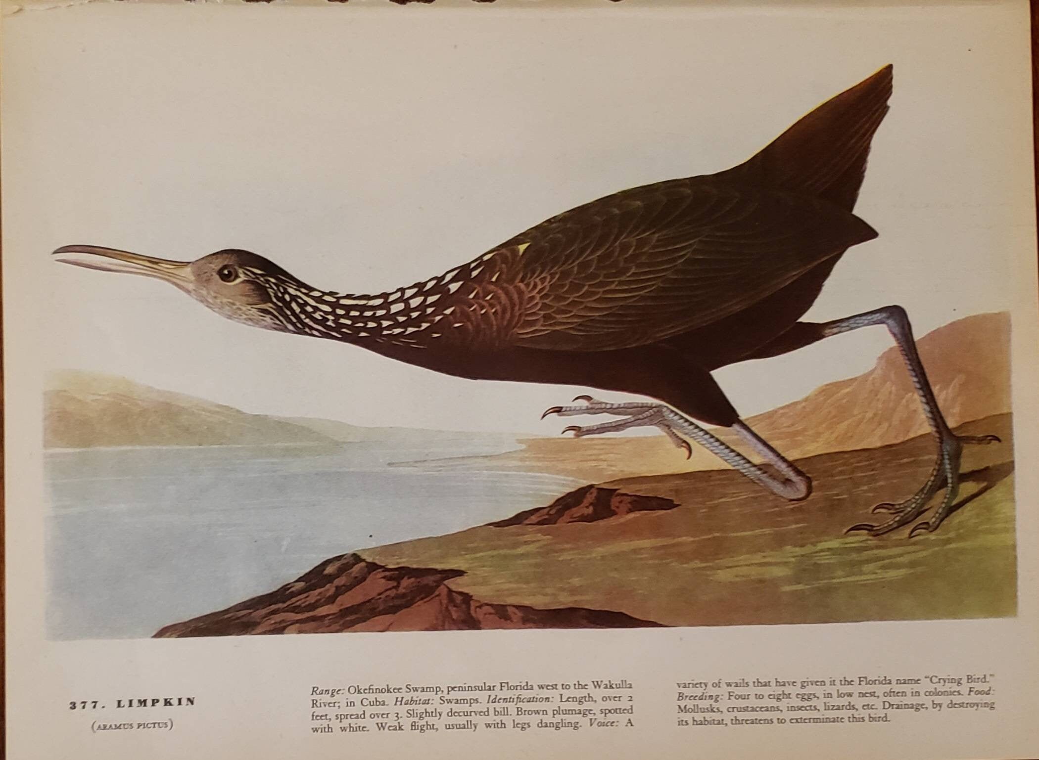 LIMPKIN Number 377 HAWK OWL Number 378 Vintage 1940 Original John James Audubon Bird Bookplate Print