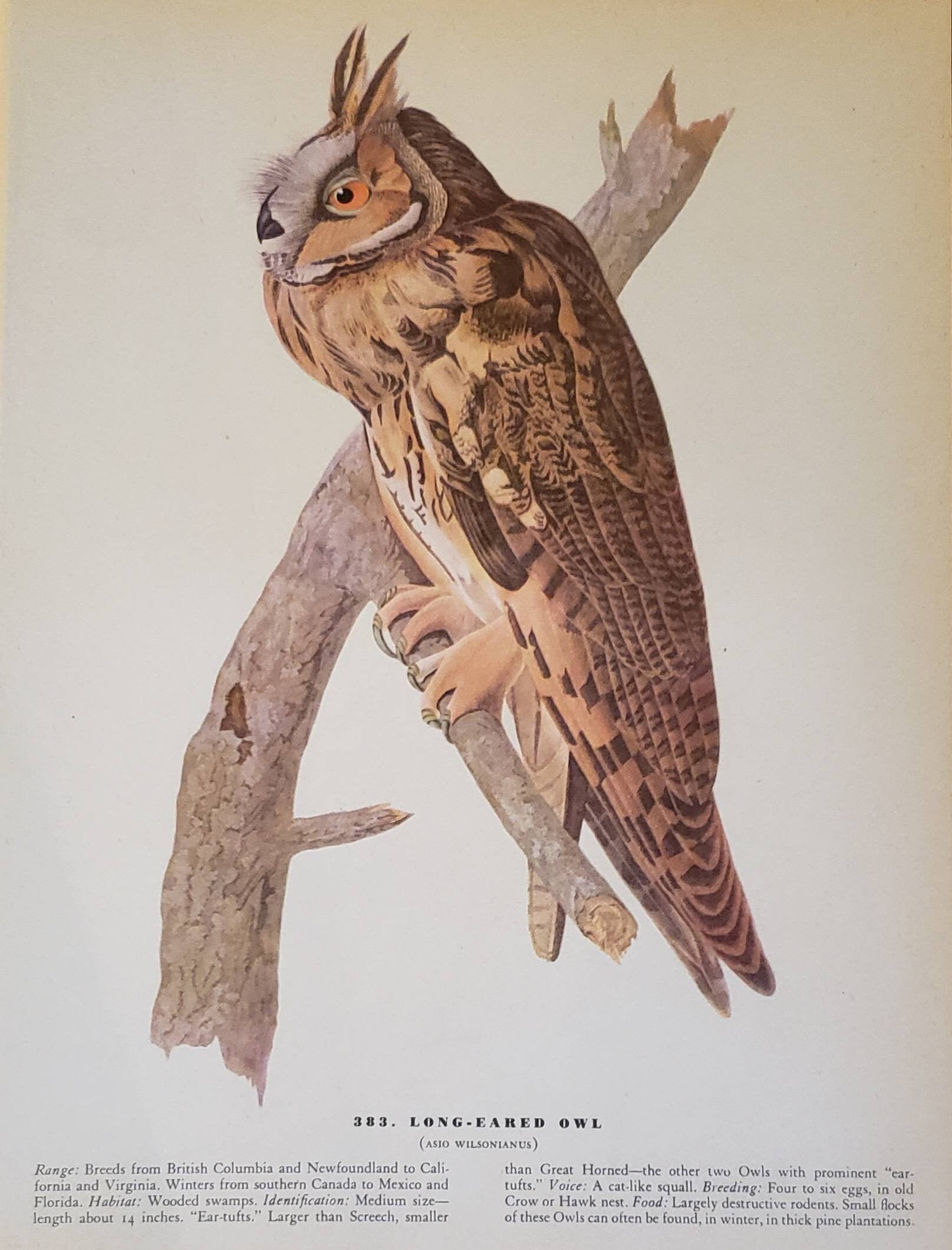 Long-eared OWL Number 383 DICKCISSEL Number 384  Vintage 1940 Original John James Audubon Bird Bookp