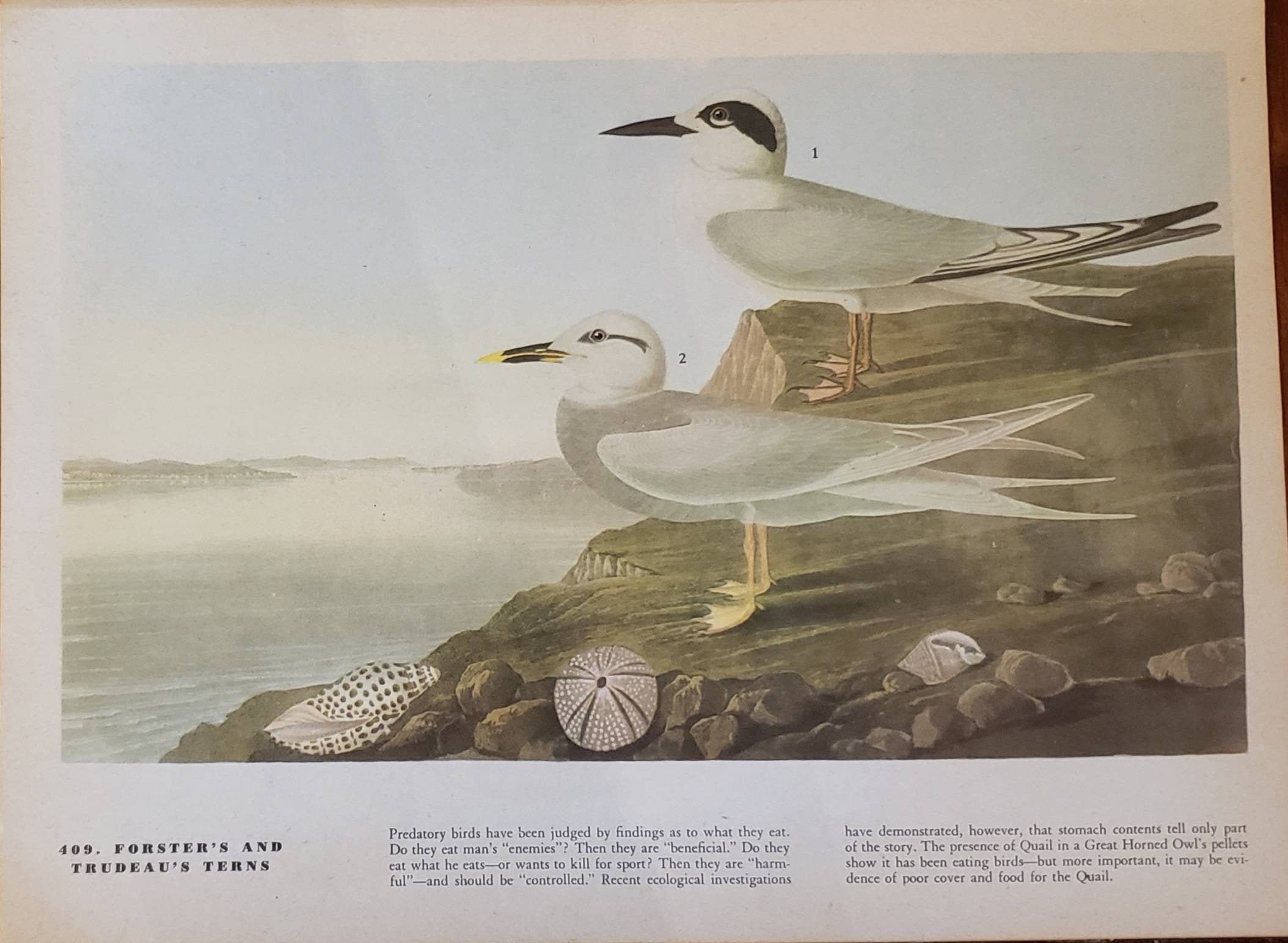 Forster's Trudeau's Terns Number 409 Gull Billed Tern Number 410 Vintage 1940 Original John James Audubon Bird Bookplate Print