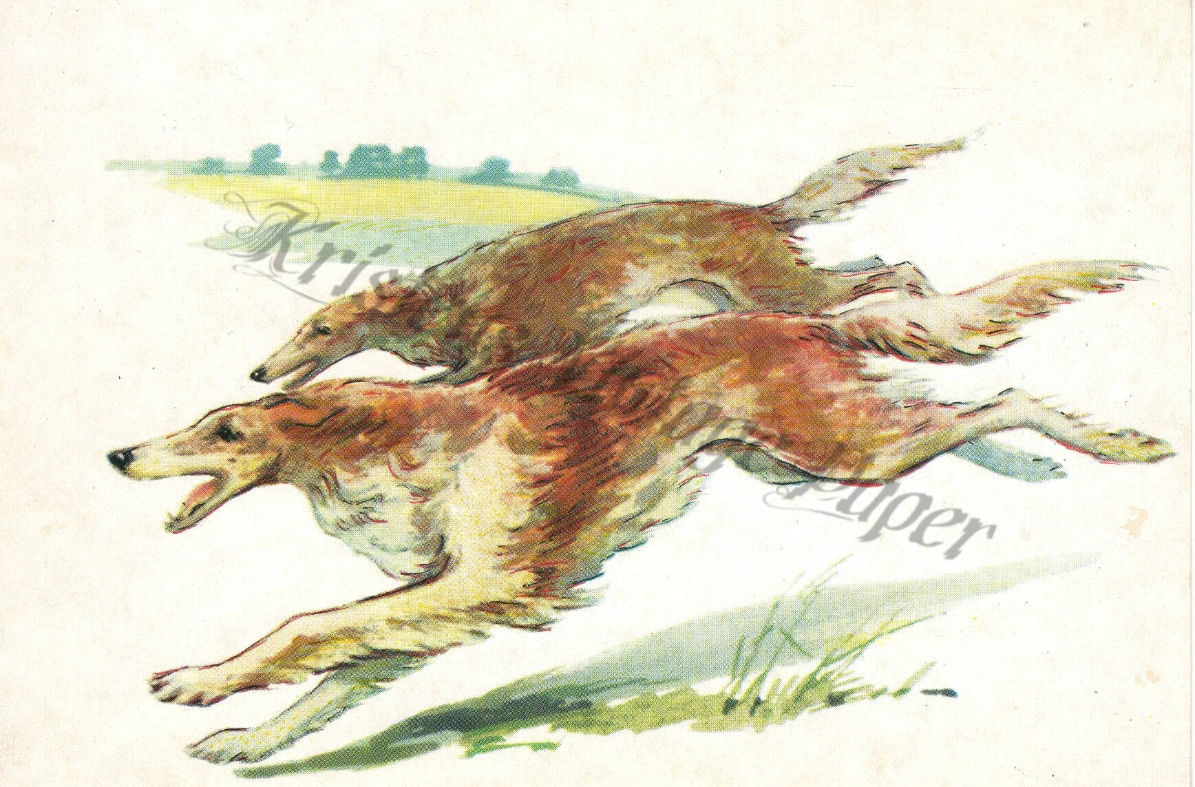 DIGITAL DOWNLOAD Borzoi Dog Hound Dogs Vintage Russian Illustration Drawing Clip Art Image