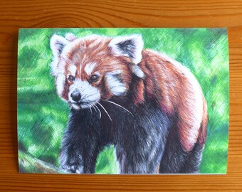 Carte panda roux – Carte d’art animalier du zoo, carte de vœux de remerciement panda roux, carte d’anniversaire mignonne panda roux, carte d’anniversaire panda, dessin stylo-bille
