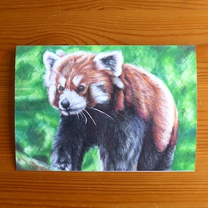 Cartão Panda Vermelho - Cartão de Arte Animal do Zoológico, Cartão de Agradecimento do Panda Vermelho, Cartão de Aniversário do Panda Vermelho Fofo, Cartão de Aniversário do Panda, Desenho com Esferográfica