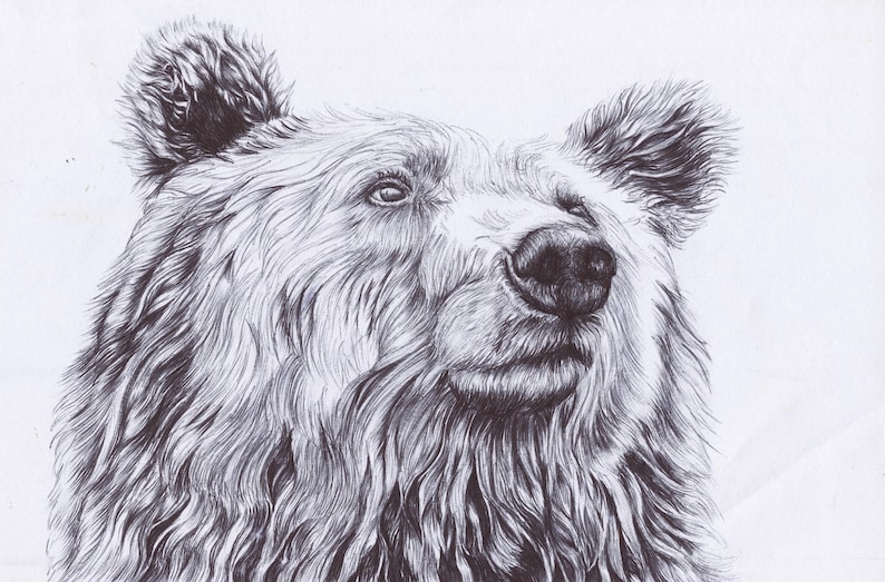 Zeichnung Bär Braunbär Kunstwerk Bär Kunstdruck Bär | Etsy