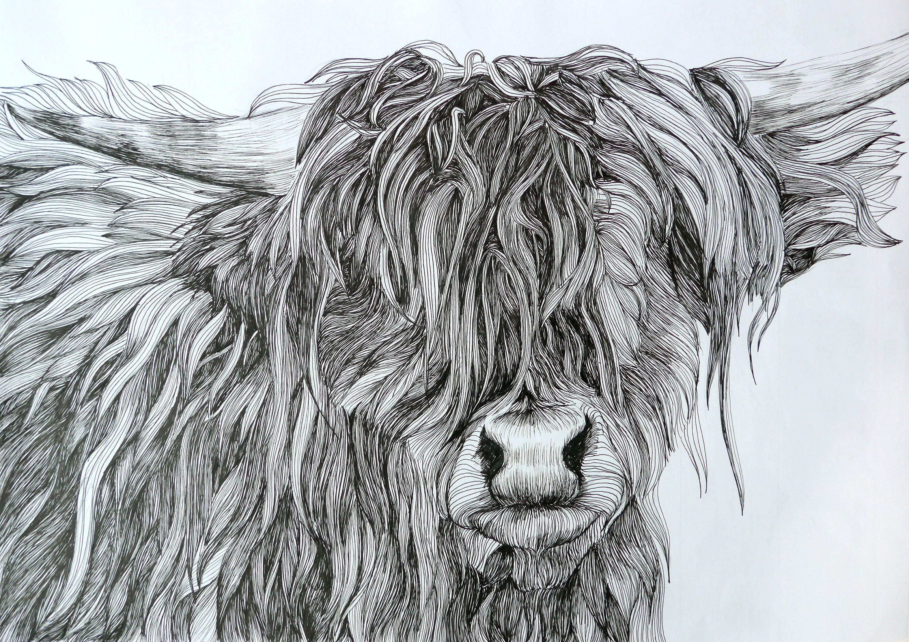 Highland Cow Art Print Pen Tekening Schotse Koe Animal Etsy