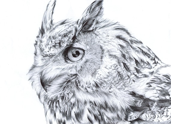 Rysunek Sowailustracja Zwierzątczarno Białe Sztuki Printpen Rysuneksowa Artworkowl Prezentygiclee Art Printleśne Stworzenie