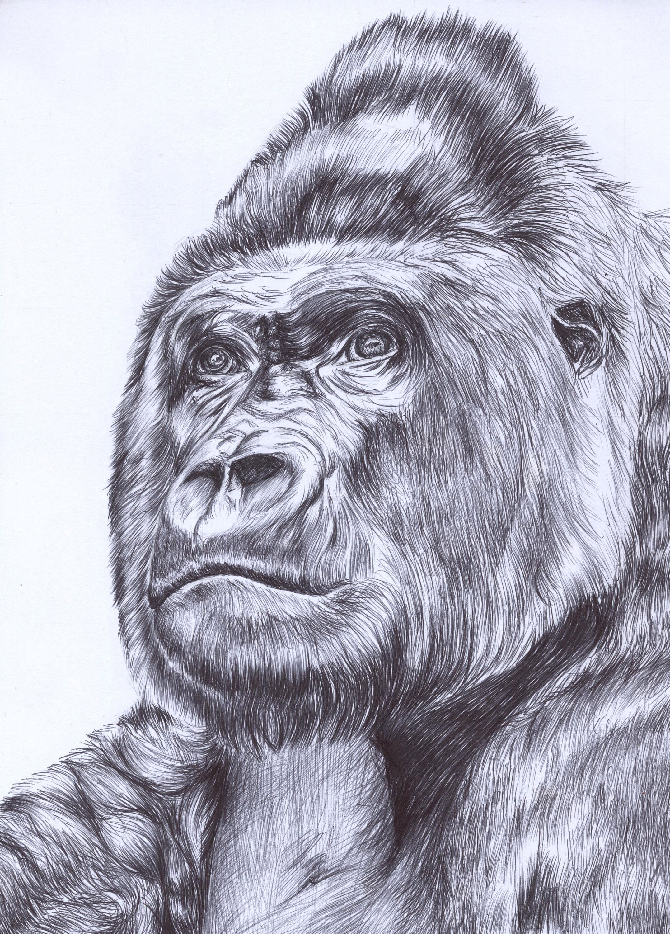 サイン入りゴリラの絵画プリント：ボールペンによる動物の肖像画