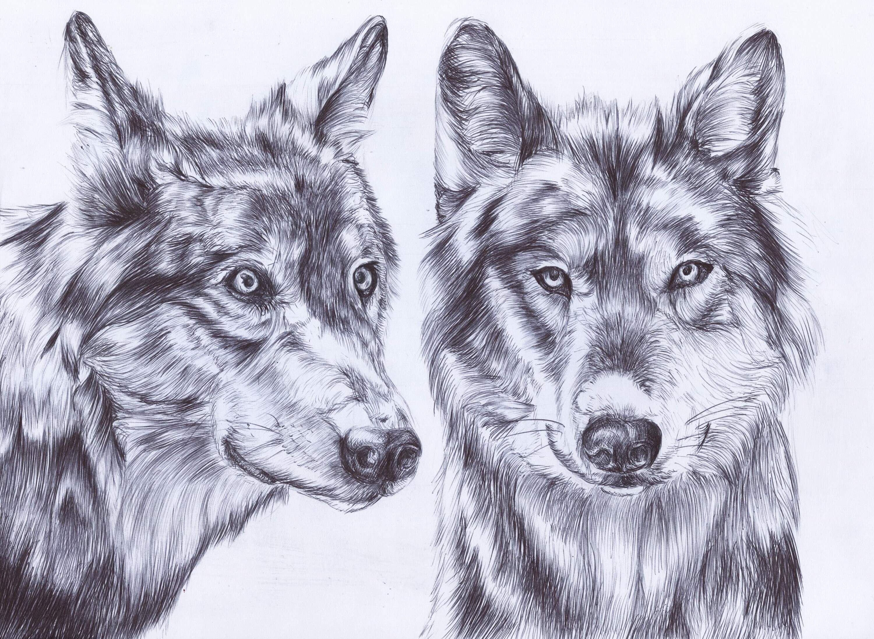 Wolf Biro Drawing Wolf Wall Art Wolf Print Wild Animal Etsy