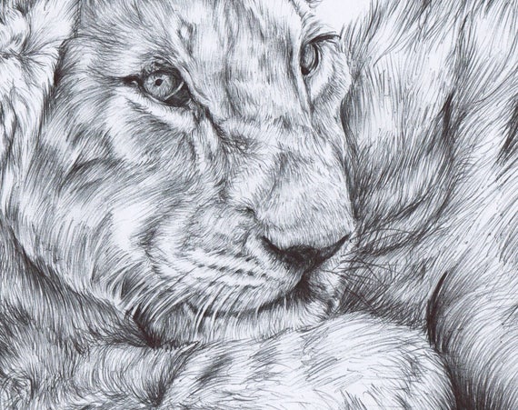 Lew Cub Plakat Dekoracja Przyrody Pen Rysunek Lew Rysunek ładny Lew Cub Prezent Lion Original Art Animal Wall Art Lew Pomysłów Na Prezent