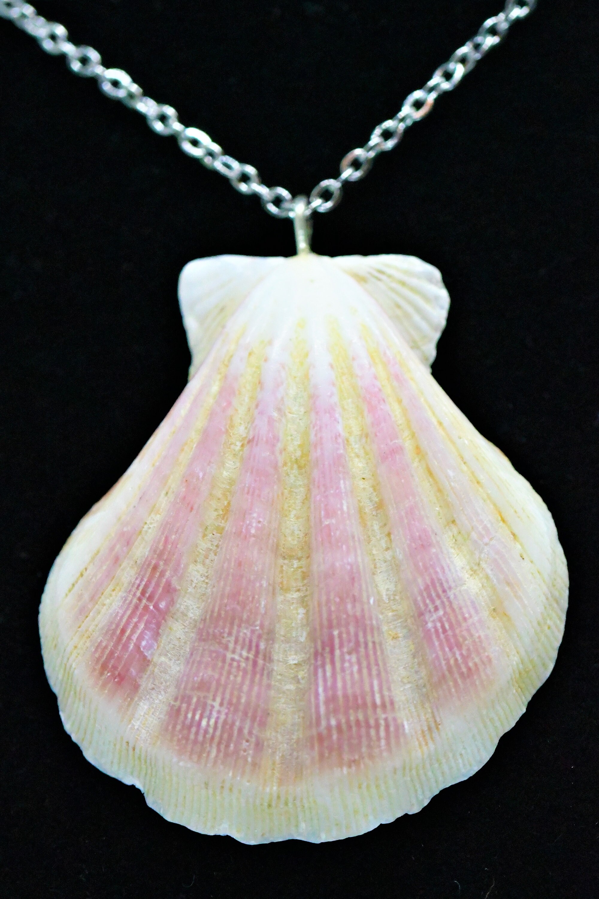 Scallop Shell Necklace Seashell Necklace Beach Jewelry Etsy
