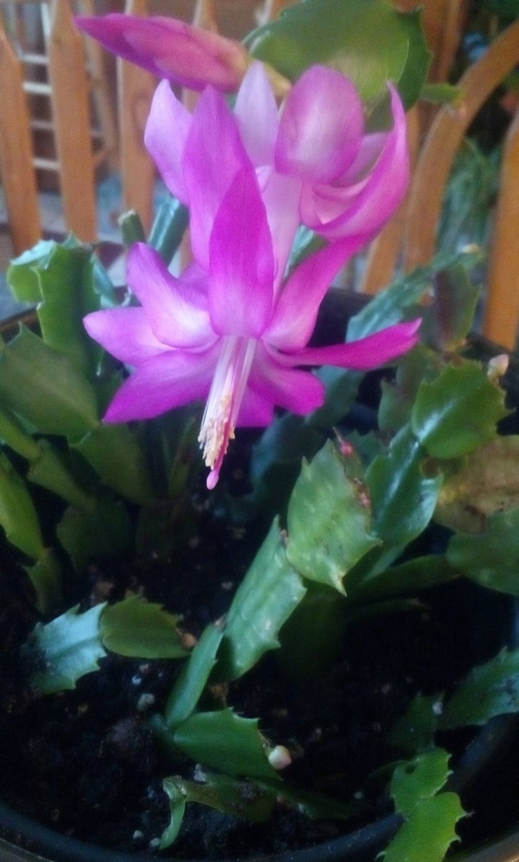 Pink Purple Christmas CactusZygocactusSchlumbergeraHoliday Etsy