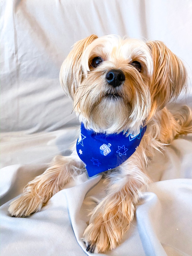 hanukkah dog bandana