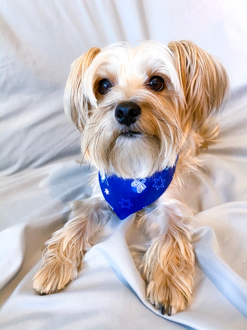 hanukkah dog bandana