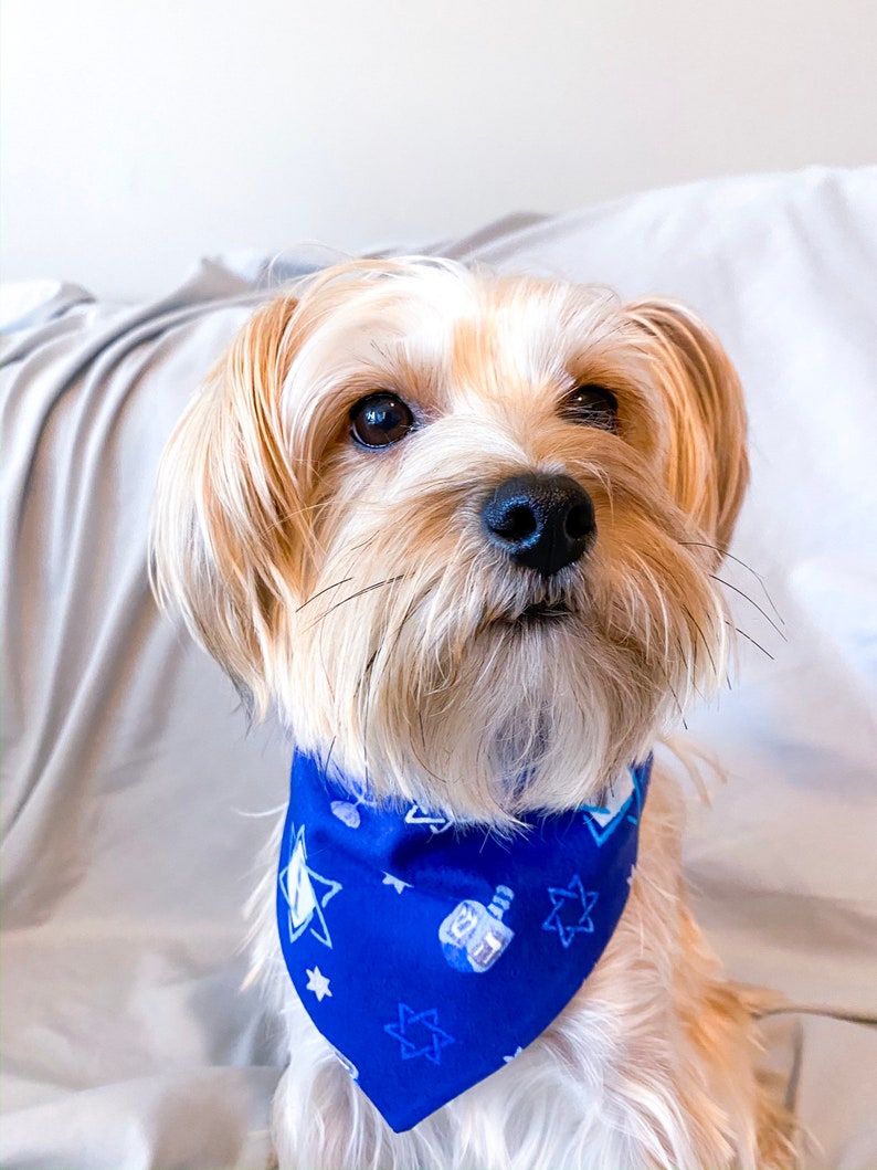 hanukkah dog bandana