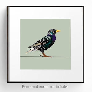 Illustrazione di uno storno selvatico: stampa artistica da parete con uccelli quadrati, ideale come decorazione e regalo per gli amanti del birdwatching.