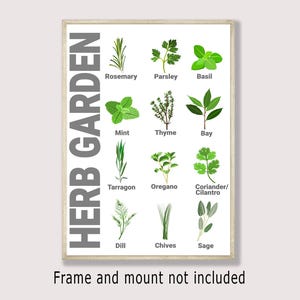 Könnte beinhalten: Ein gerahmter Druck mit Illustrationen verschiedener Kräuter, darunter Rosmarin, Petersilie, Basilikum, Minze, Thymian, Lorbeer, Estragon, Oregano, Koriander/Cilantro, Dill, Schnittlauch und Salbei. Der Text "HERB GARDEN" ist vertikal dargestellt.