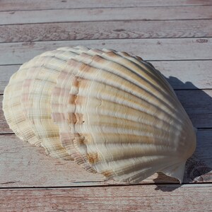 Scallop Shells Large UK Washed White Natural Scallop Shell 10-12cm 12, 24, 48, 100 image 1