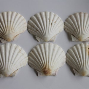 Scallop Shells Large UK Washed White Natural Scallop Shell 10-12cm 12, 24, 48, 100 image 4