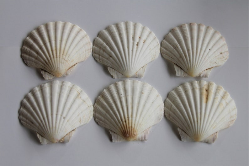 Scallop Shells Large UK Washed White Natural Scallop Shell 10-12cm 12, 24, 48, 100 image 4