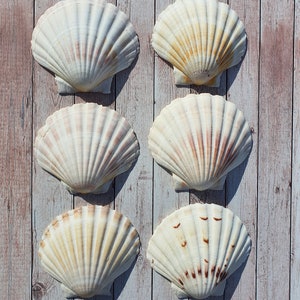 Scallop Shells Large UK Washed White Natural Scallop Shell 10-12cm 12, 24, 48, 100 image 5