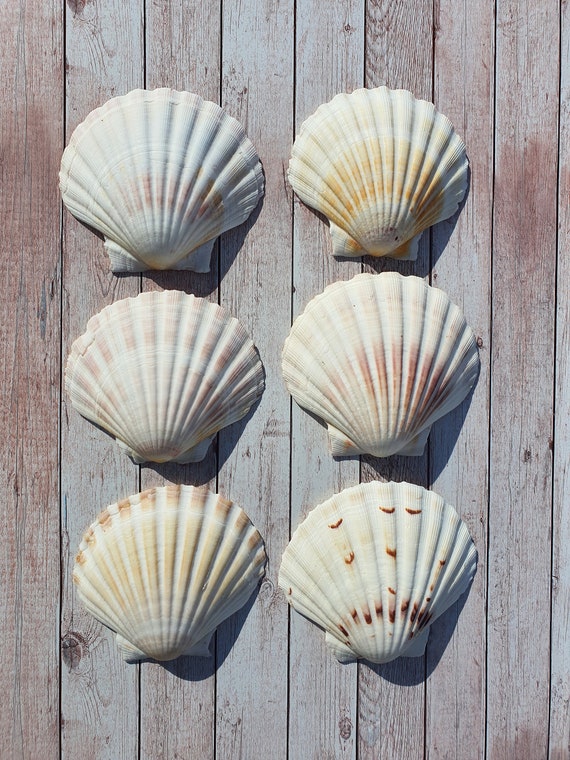 Scallop Shells Large UK Washed White Natural Scallop Shell 10-12cm 12, 24,  48, 100 