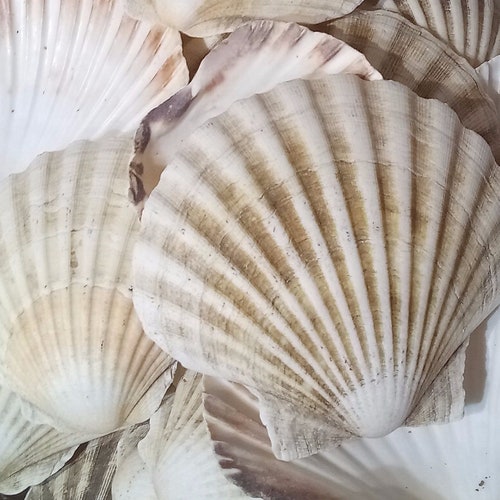 Scallop Shells Large UK Washed White Natural Scallop Shell Etsy UK