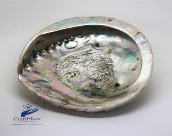 Abalone/Mother of Pearl Shell Bathroom Soap Dish Decorative Shell 17cm 