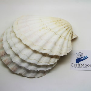 Scallop Shells Large UK Washed White Natural Scallop Shell 10-12cm 12, 24, 48, 100 image 2