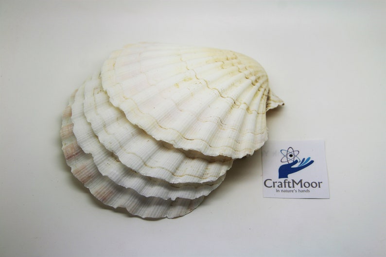 Scallop Shells Large UK Washed White Natural Scallop Shell 10-12cm 12, 24, 48, 100 image 2