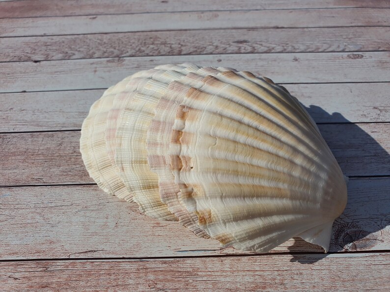 Scallop Shells Large UK Washed White Natural Scallop Shell 10-12cm 12, 24, 48, 100 image 1