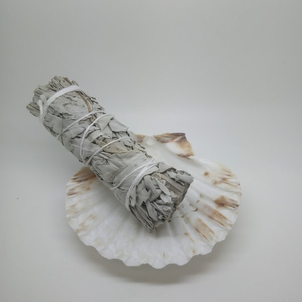 White Sage Spirit Smudge Stick 4" &  Atlantic Scallop Shell 4" Set, Crystal Cleaning and House Cleansing Kit