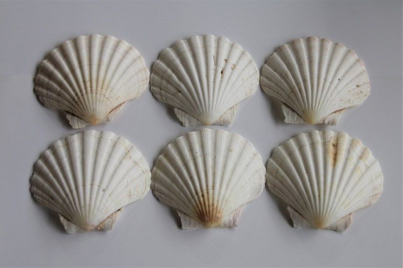 Scallop Shells Large UK Washed White Natural Scallop Shell Etsy