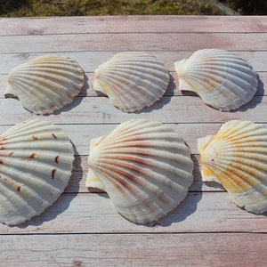 Scallop Shells Large UK Washed White Natural Scallop Shell 10-12cm 12, 24, 48, 100 image 3